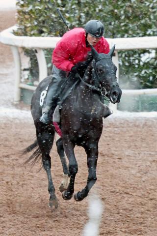 【きさらぎ賞】紅一点の連勝馬レミージュが牡馬に挑戦 松永幹師「このメンバーでどれだけやれるか」 競馬ニュース