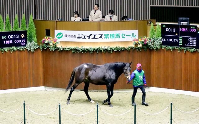 【こちら日高支局です・古谷剛彦】シゲルピンクダイヤで冬季繁殖馬セール初の1億円超え