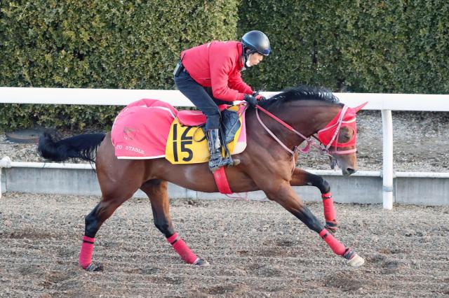【注目馬動向】トーセンカンビーナは阪神大賞典または天皇賞・春直行へ