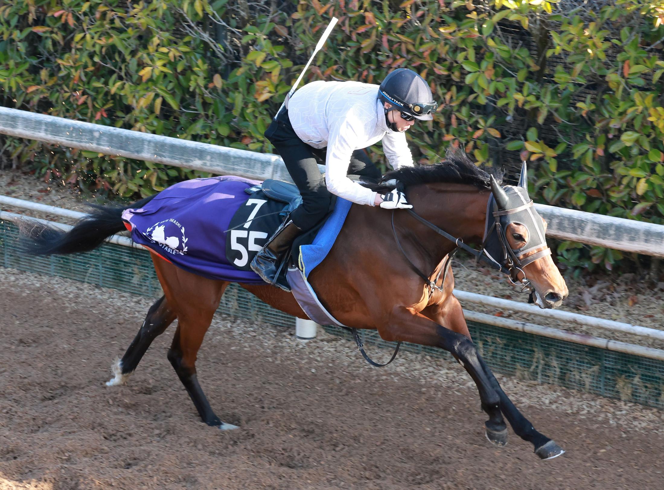 【中京＆阪神＆中山の危険な人気馬】ドナウパール　中山１１Ｒ
