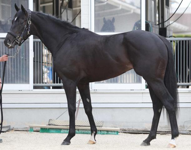 【皐月賞】トップナイフ80点 キ甲が発達した完成度の高い馬体 競馬ニュース netkeiba