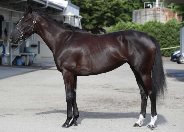 【安田記念】ソングライン95点 前後肢のバランスが良化 競馬ニュース netkeiba