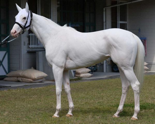 【安田記念】ソダシ95点　全身の筋肉にバネ入った