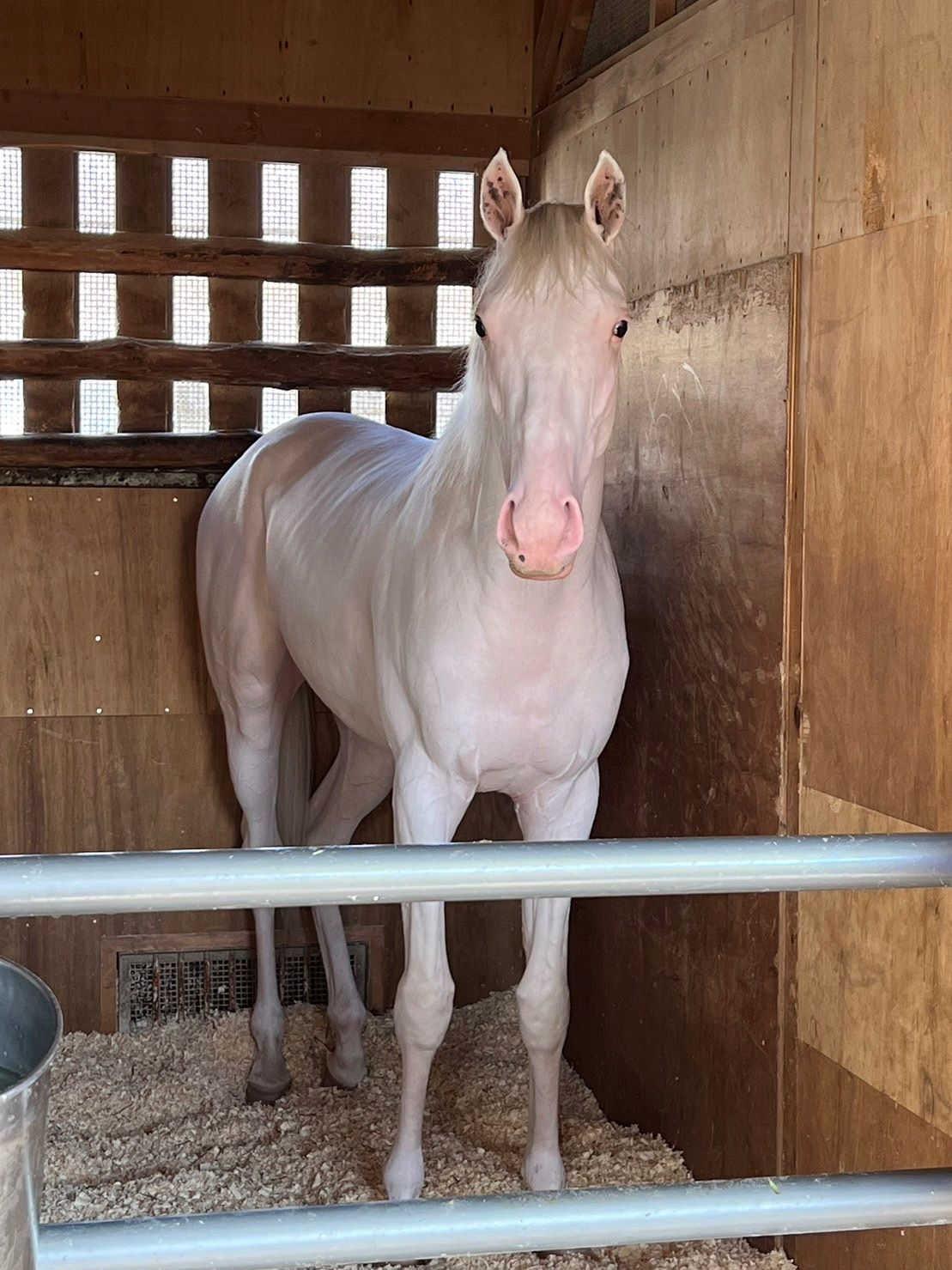 【新馬戦】カルパ　白毛の美しい馬体　年長馬に引け取らない走り披露