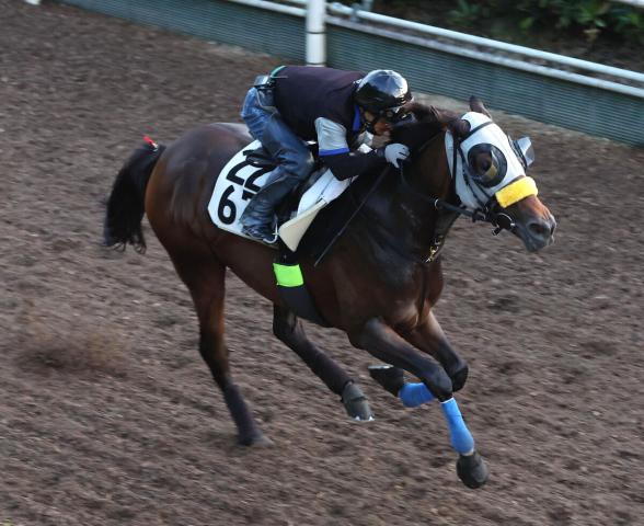 【豊明S】昇級初戦3着のラクスバラディーは精神面で成長　清水久調教師「状態がいいので楽しみ」