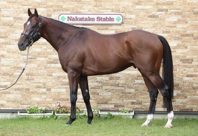 【菊花賞】サヴォーナ95点　歴戦の古馬のよう、円熟したキ甲、リラックスしたたたずまい