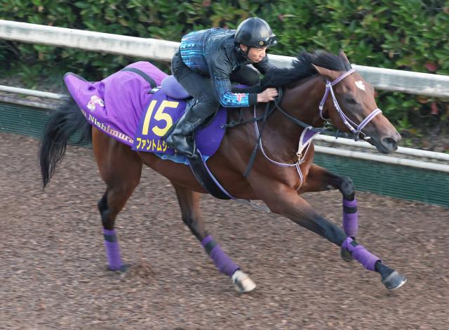 【菊花賞】ファントムシーフが坂路でラスト11秒9　菊花賞最多5勝の武豊騎手「いい結果を出したい」