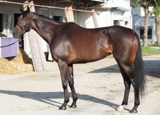 【天皇賞・秋】スターズオンアース85点 大型牝馬並みのキ甲 もう少し張りが… 競馬ニュース netkeiba