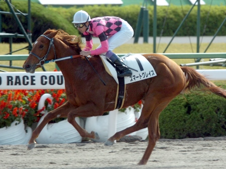 スマートグレイスが断然人気に応え8馬身差の圧勝/京都新馬