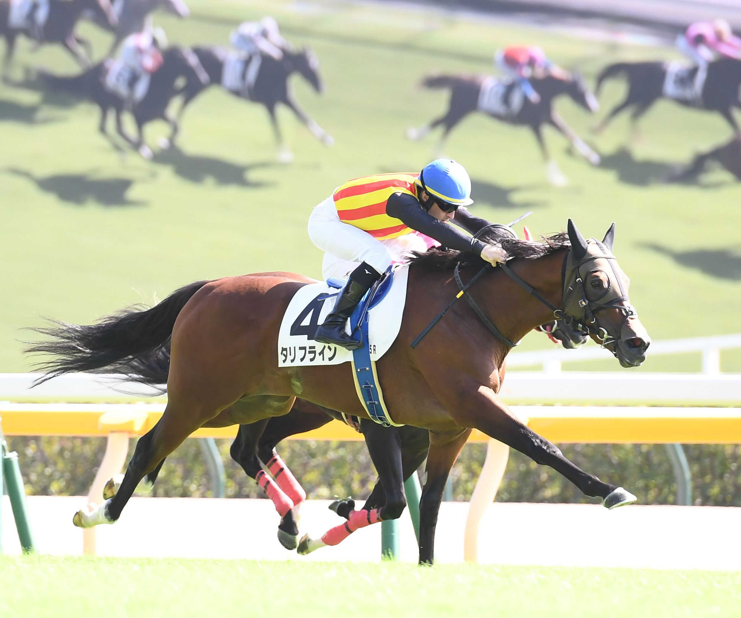 【ホープフルＳ】タリフライン　真ん中の枠歓迎　２戦目でのＧ１参戦にも自信「初戦がいい内容」
