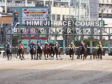 レースが行われた姫路競馬場(c)netkeiba