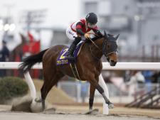 グランブリッジは2枠2番(撮影：高橋正和)