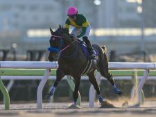 フェブラリーSに出走予定のウィルソンテソーロ(撮影：高橋正和)