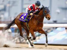 佐賀記念に出走予定のグランブリッジ(撮影：高橋正和)