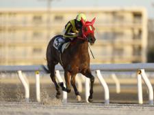 スティールマジックは5枠6番(撮影：高橋正和)