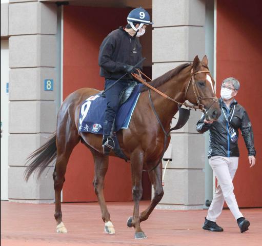 【セレクトセール2024】サリオス産駒が初登場　兄に重賞勝ち馬の牝馬「ベルスリーブの2024」は3800万円で落札