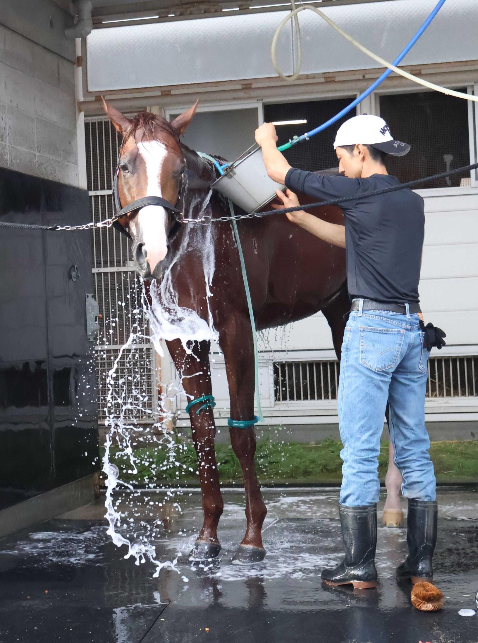【エルムＳ】ペイシャエス復活Ｖだ　重賞２勝の実力馬、昨年の雪辱へ
