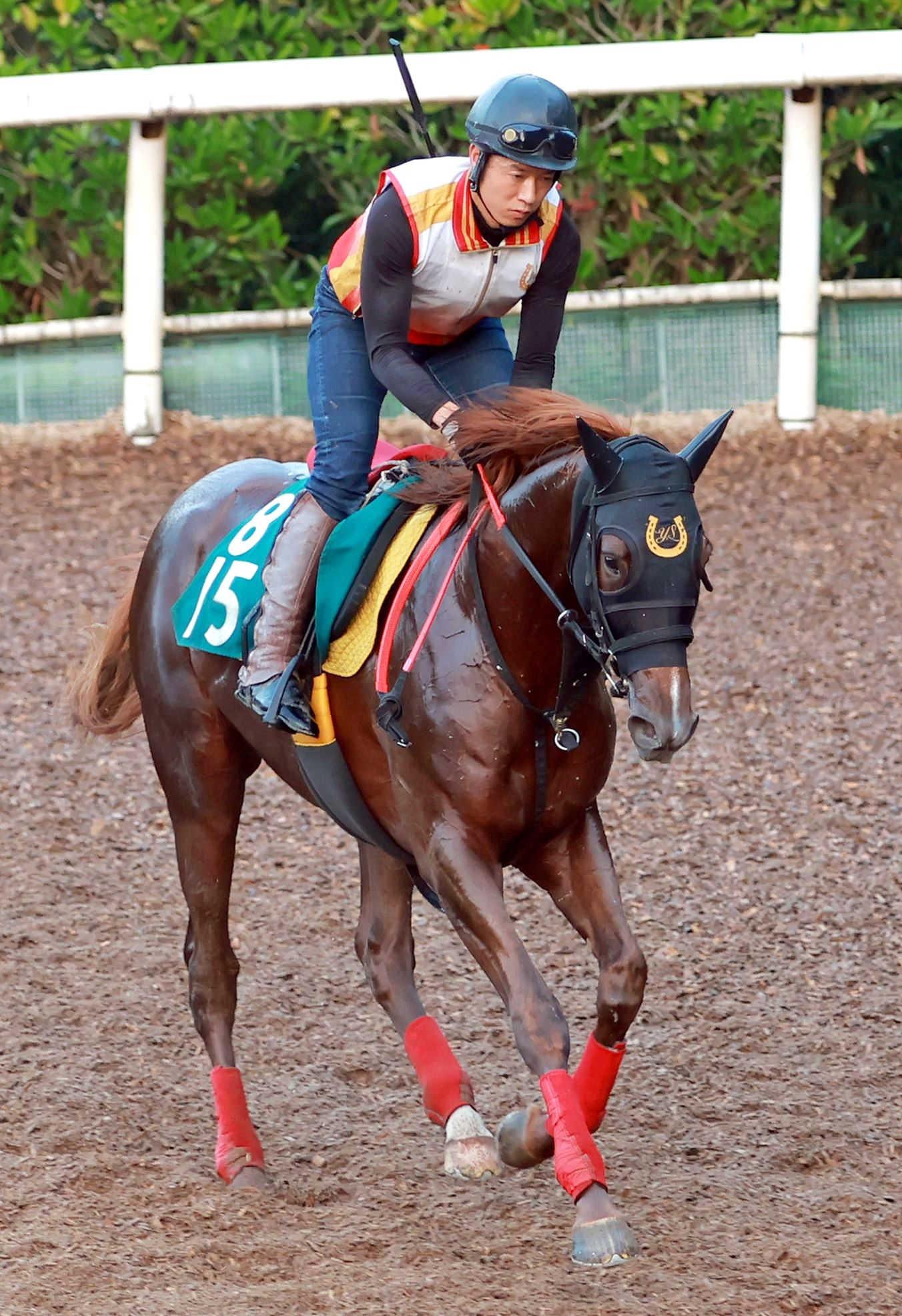 【新馬戦】シドニーホバート　いまだ併せ馬で負け知らず　杉山佳師も好感触「仕上がりはいい」