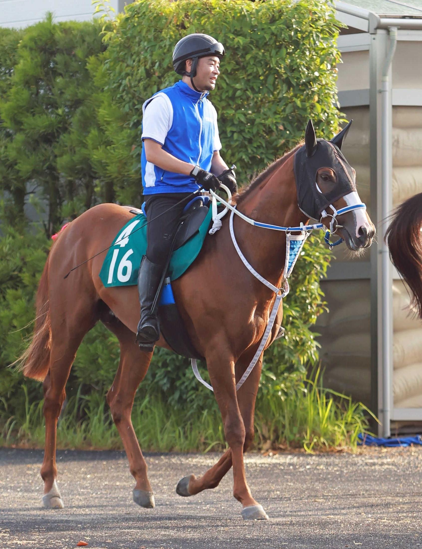 新馬戦】落札価格１億４０００万円の期待馬ダノンカゼルタ 初戦から好勝負必至 寺島師も自信「指示をしっかり聞ける優等生」 | 競馬ニュース -  netkeiba