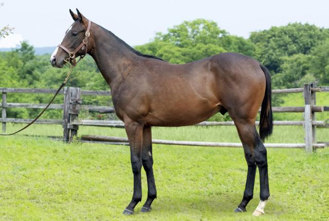 インゼルサラブレッドクラブが2024年度の募集馬を発表　コントレイル産駒のキタサンブラック半弟など19頭