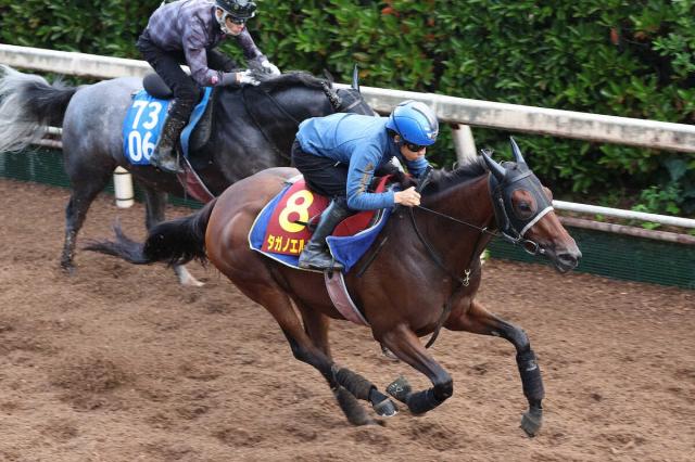 【秋華賞】タガノエルピーダ　キラリ光るポテンシャル　団野「相手は強いけど楽しみ」