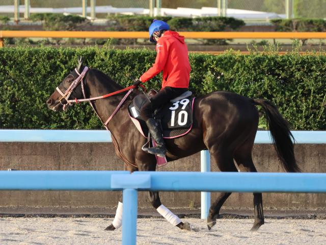 セイルフリーなど、先週のゲート試験/栗東トレセンニュース