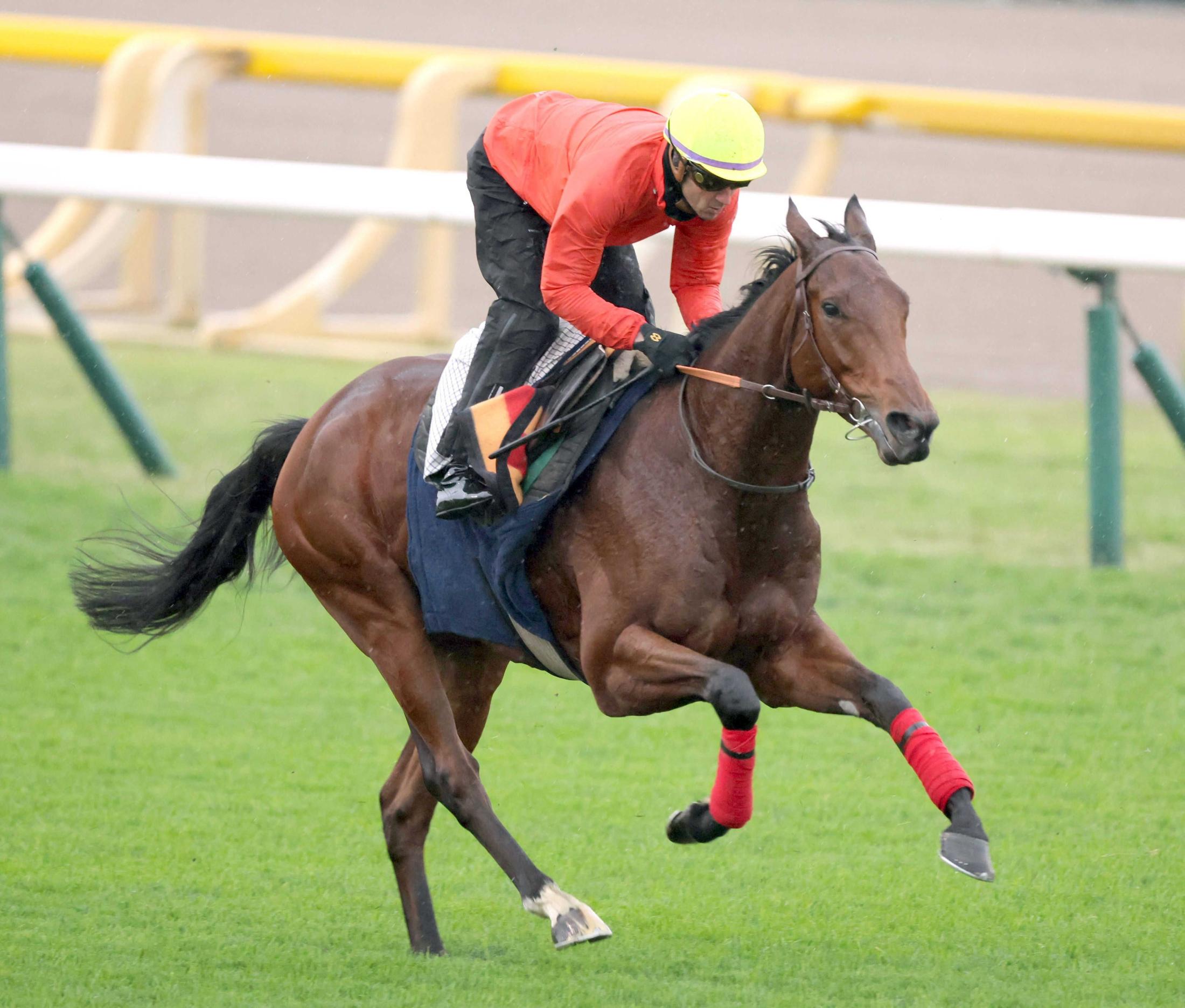 【ジャパンＣ】ゴリアット　確信リハ　軽快に半馬身先着　グラファール師「一番いい馬を日本へ」