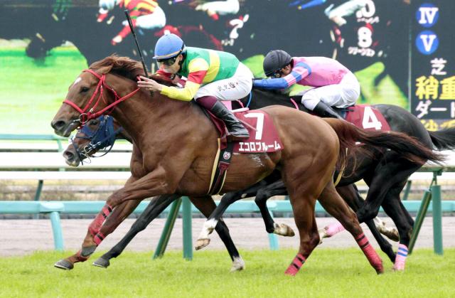 【注目馬動向】ニュージーランドTの覇者エコロブルームは東京新聞杯での復帰を視野　