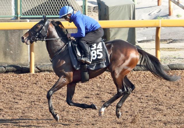 【POG】半姉に名牝リスグラシューを持つ良血　ネブラディスクが24日にデビューへ