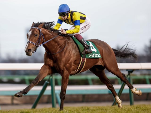 【京都記念予想】高回収率を残す関西馬は人気薄でも期待大！ 劣勢の関東馬は前走での人気が運命を左右する