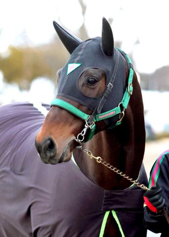 フェブラリーS過去10年で馬券圏内なし!最内枠に入った有力馬に悲鳴の反応「1枠1番で絶望」「切ることになる」