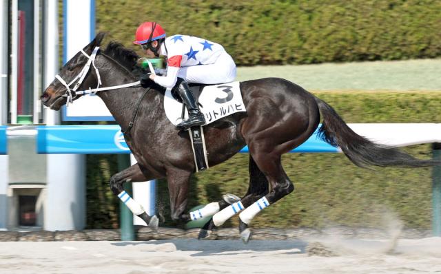 遅れてきた怪物?4歳でデビュー2連勝の戦歴にネット仰天「長期休養明けなのに」「順調にいけばオープンまでは」