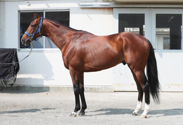 【大阪杯】ソールオリエンス85点　首の筋肉量が増えた