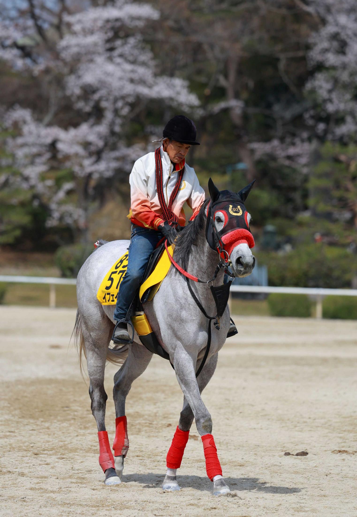 【阪神牝馬Ｓ】イフェイオンが怪気炎　杉山佳師は積極策示唆「枠によって逃げるのもいい」テン乗り北村友との相性の良さも予想