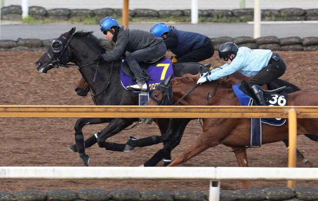 【皐月賞1週前追い】クロワデュノール　1F10秒9超抜フィニッシュ　斉藤崇師「体の張りが戻った」