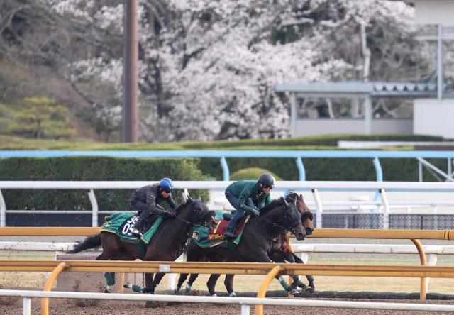 【桜花賞】オペラに続け!アルマヴェローチェ　上村厩舎2週連続G1獲りへ　3頭併せ最先着6F81秒2