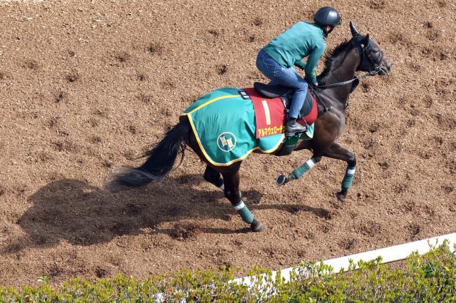 【桜花賞】アルマヴェローチェに女王の風格漂う　上村調教師「いい雰囲気でいけると思う」