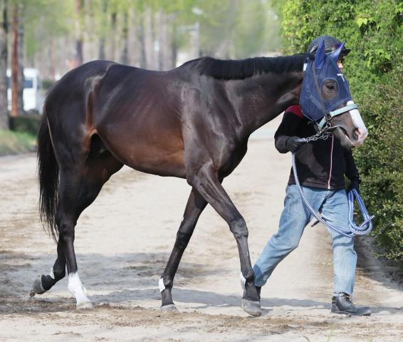【皐月賞】共同通信杯の勝ち馬マスカレードボールは3枠6番　陣営「いい枠を引いてくれた」