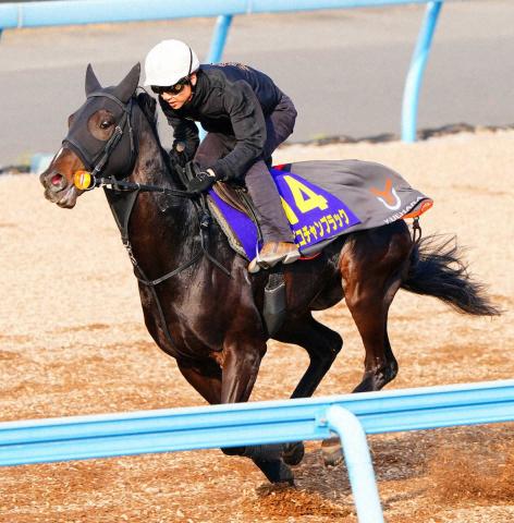 【皐月賞】(9)ピコチャンブラック　馬具フィットで整いました!石橋「心身ともに成長」