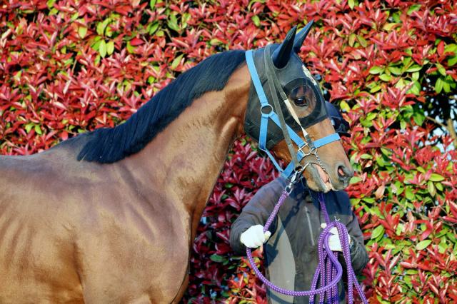 一強ムードの皐月賞に気になるデータ 2番人気が近5年で勝率6割