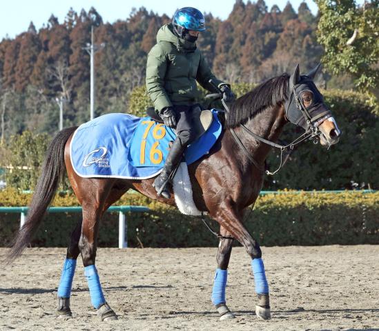 【古馬・注目馬動向】福島民報杯4着のマイネルケレリウスは新潟大賞典へ