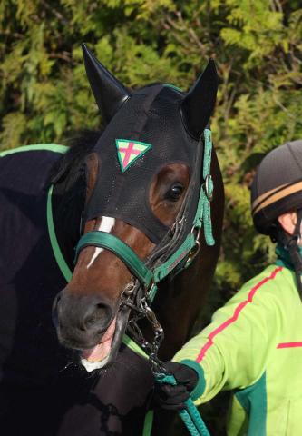 【皐月賞】(16)サトノシャイニング　スタートが鍵に　陣営「いい形で来られた」
