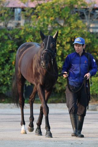 【皐月賞】(10)クロワデュノール　遠征慣れたもの　陣営「馬体重は大幅には減らない」