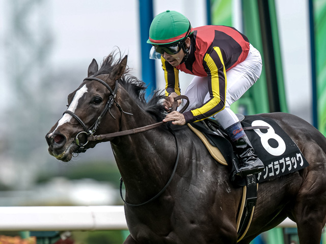アンゴラブラックが勝利(c)netkeiba、撮影：下野雄規