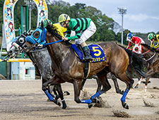 佐賀ヴィーナスCを制したセブンカラーズ(写真提供：佐賀県競馬組合)