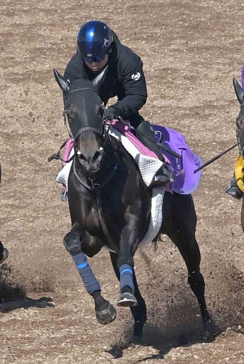 【フローラＳ】エストゥペンダ　樫切符獲りへ距離が鍵　父サートゥルナーリアから受け継いだ切れ味は一級品