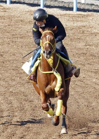 【読売マイラーズC】マイル適性見せたホウオウリアリティ　重賞初挑戦の井上調教師「チャンスがあるところで使えそう」