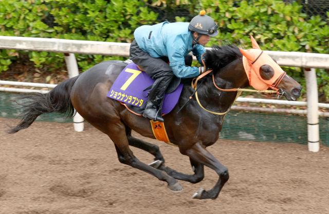【天皇賞・春1週前】ショウナンラプンタは坂路でパワフル　高野調教師「チップをしっかりとつかんで走れました」