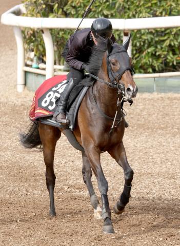 【3歳・注目馬動向】リスグラシューの半弟ネブラディスク　京都新聞杯はシュタルケ騎手と新コンビ