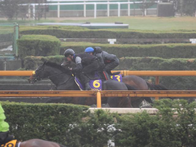 シュヴァリエローズなど、天皇賞(春)1週前追い切り速報/栗東トレセンニュース